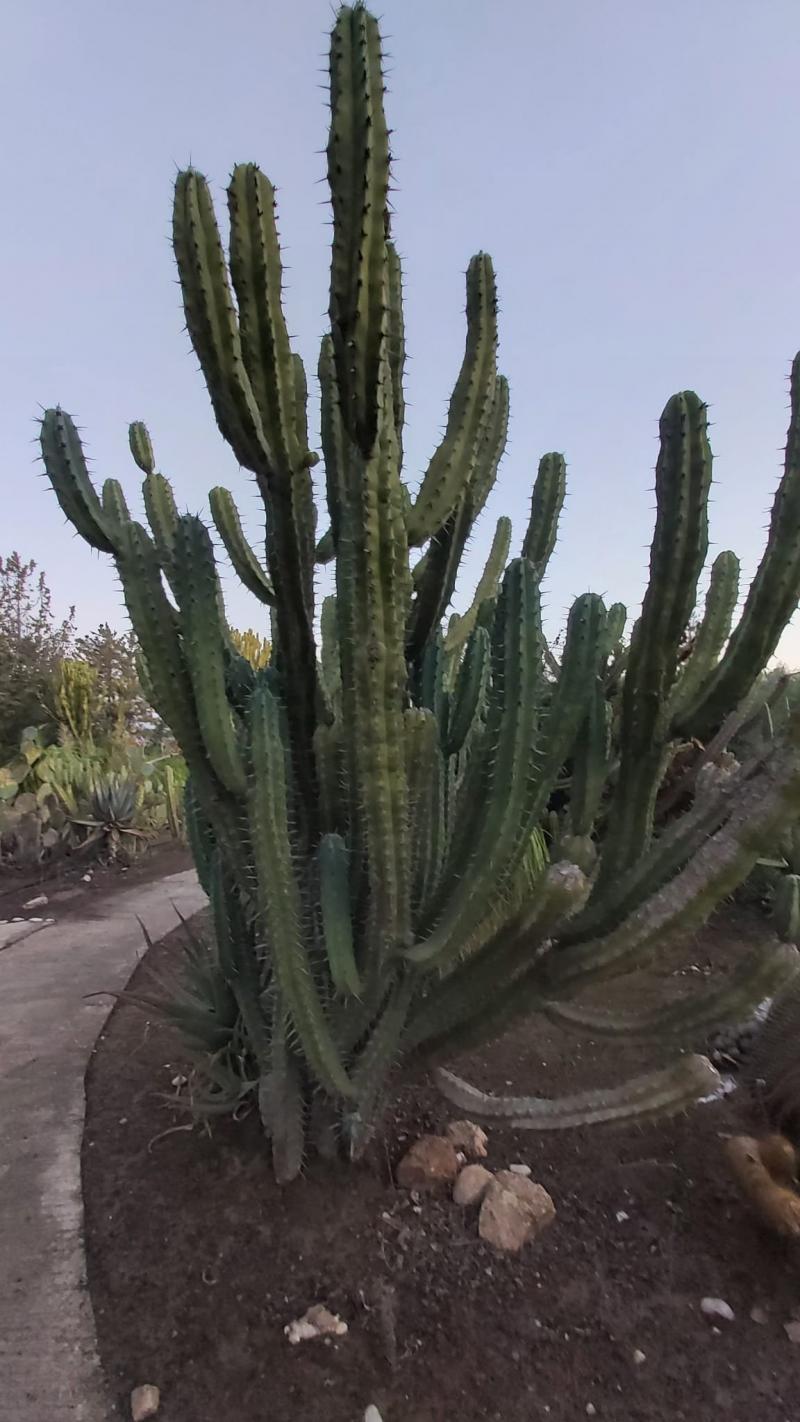 גן הקקטוס צמוד לכפר הנופש מאנדרא